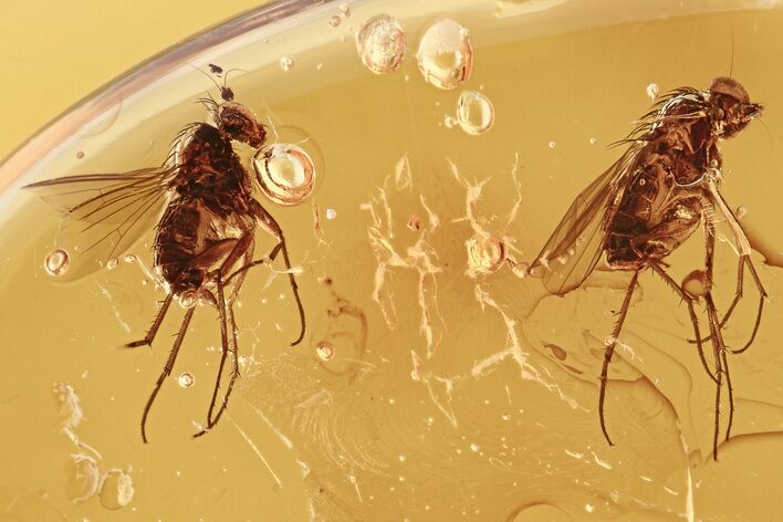 Detailed Fossil Flies (Dolichopodidae) In Baltic Amber #275461